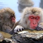 海外「温泉に入る猿を見て人生観が変わった！」日本の猿に外国人観光客、大興奮！