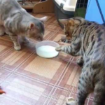 海外「猫から学んだよ！」ミルクを譲り合う猫たちの動画に外国人和む