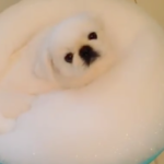 海外「何てかわいいモフモフなんだ！」泡風呂に入る子犬に外国人ほっこりの嵐！