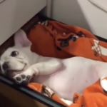 海外「超かわいいね！」机の引き出しで寝ている犬に外国人ほっこりの嵐