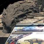 海外「１億１千年前の”完璧な姿”の恐竜の化石が発見！」世紀の大発見に外国人興味津々！