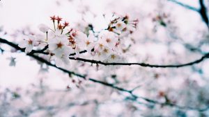 海外「樹齢３７０年」しだれ桜の美しさと優雅さに外国人から驚きと賞賛の声！