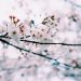 海外「樹齢３７０年」しだれ桜の美しさと優雅さに外国人から驚きと賞賛の声！