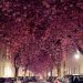 日独友好「アニメのようだ」ドイツの桜のトンネルの美しさに外国人から賞賛の声！